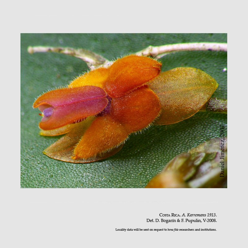EPIDENDRA .:. Lepanthes fimbriata